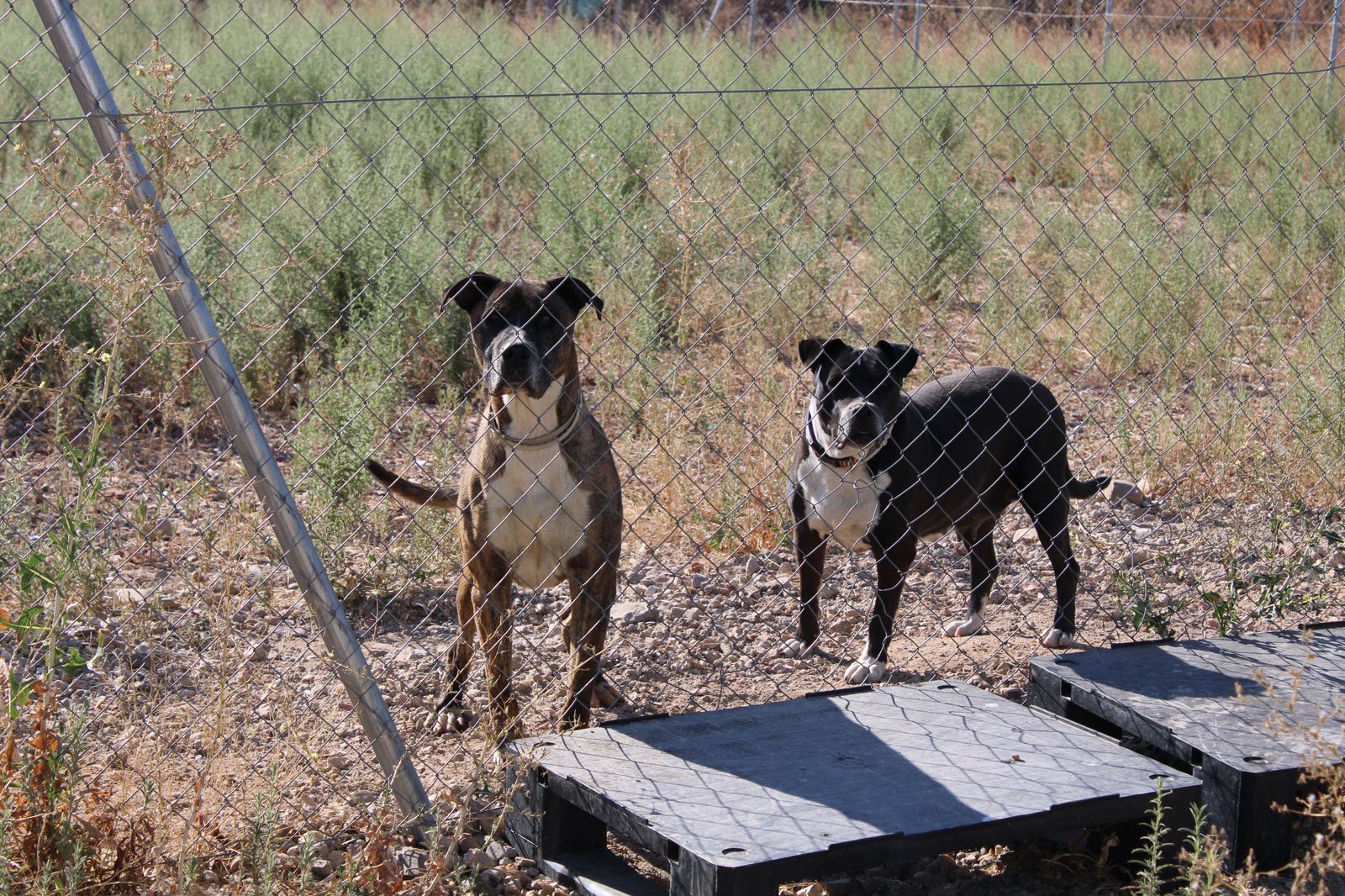 refugio-de-animales-del-ayuntamiento-de-salamanca-7