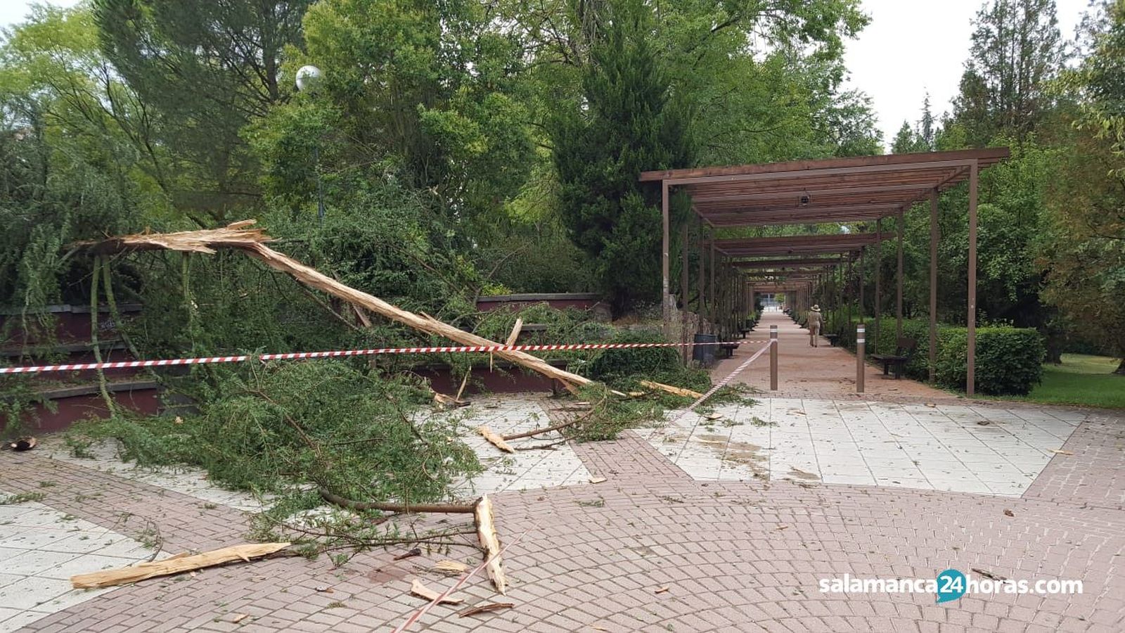 Arbol rayo tormenta Jesuitas (12)