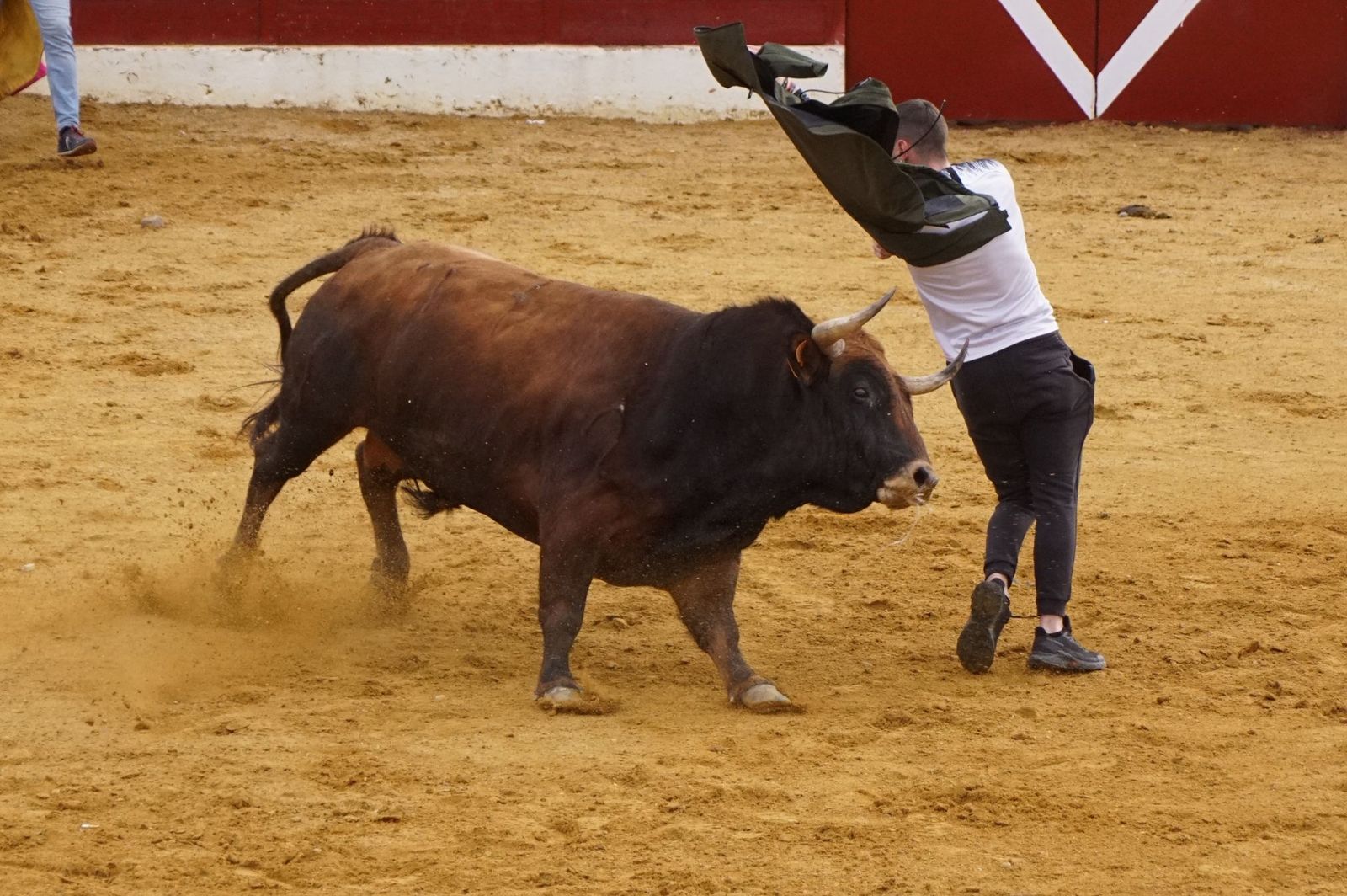 Villoria, toro del Voto