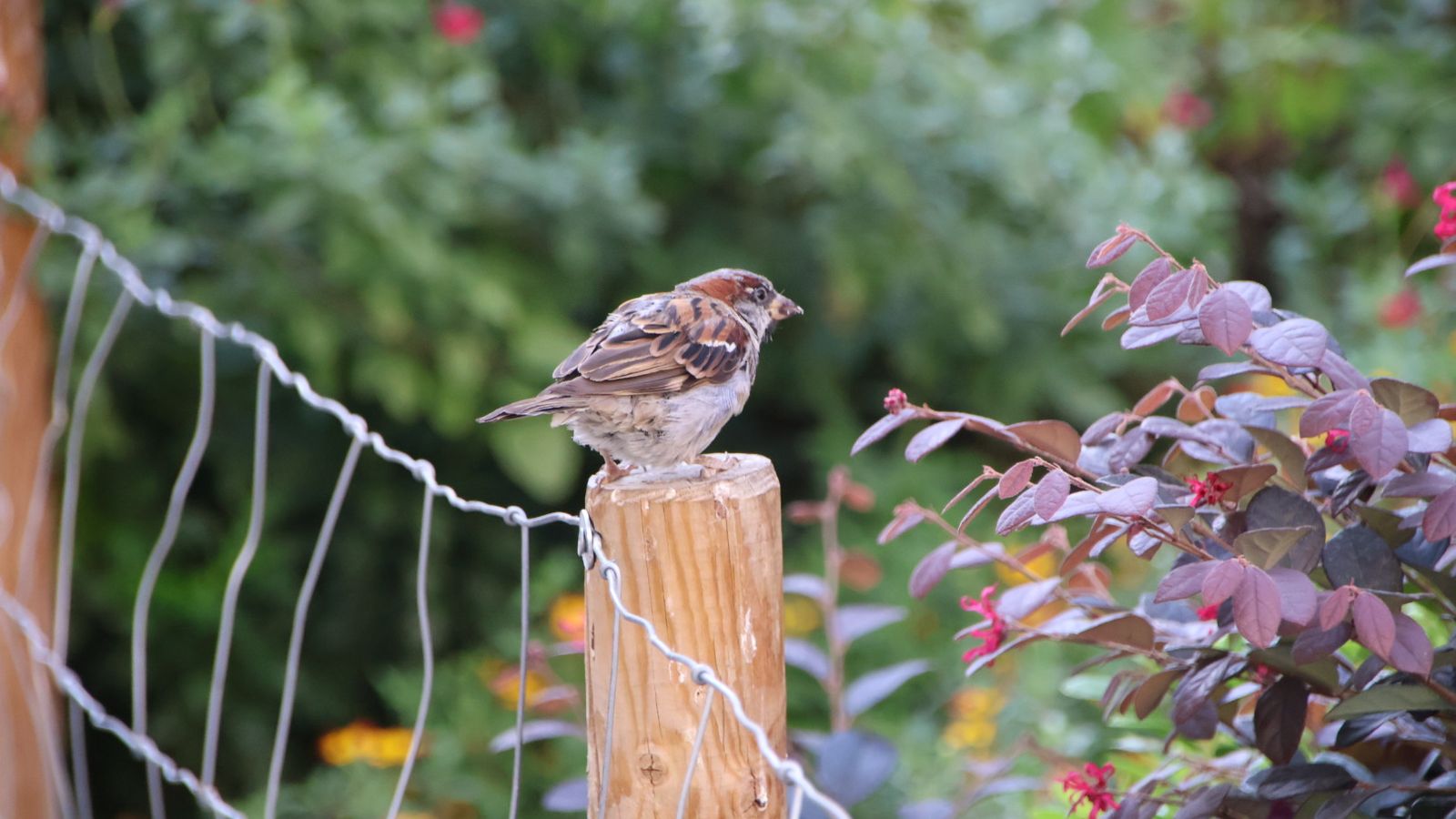 Jardines que contribuyen a la conservación de polinizadores, gorrión