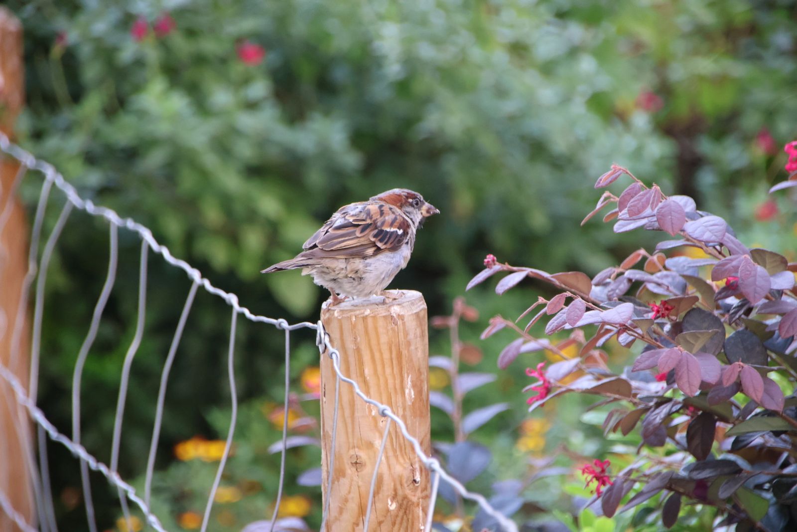 Entrevista Jaime Laso, técnico ayto para el reportaje de los polinizadores