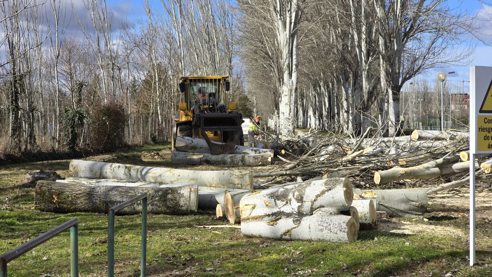 Talan 40 chopos enfermos en Salas Bajas riesgo de caída