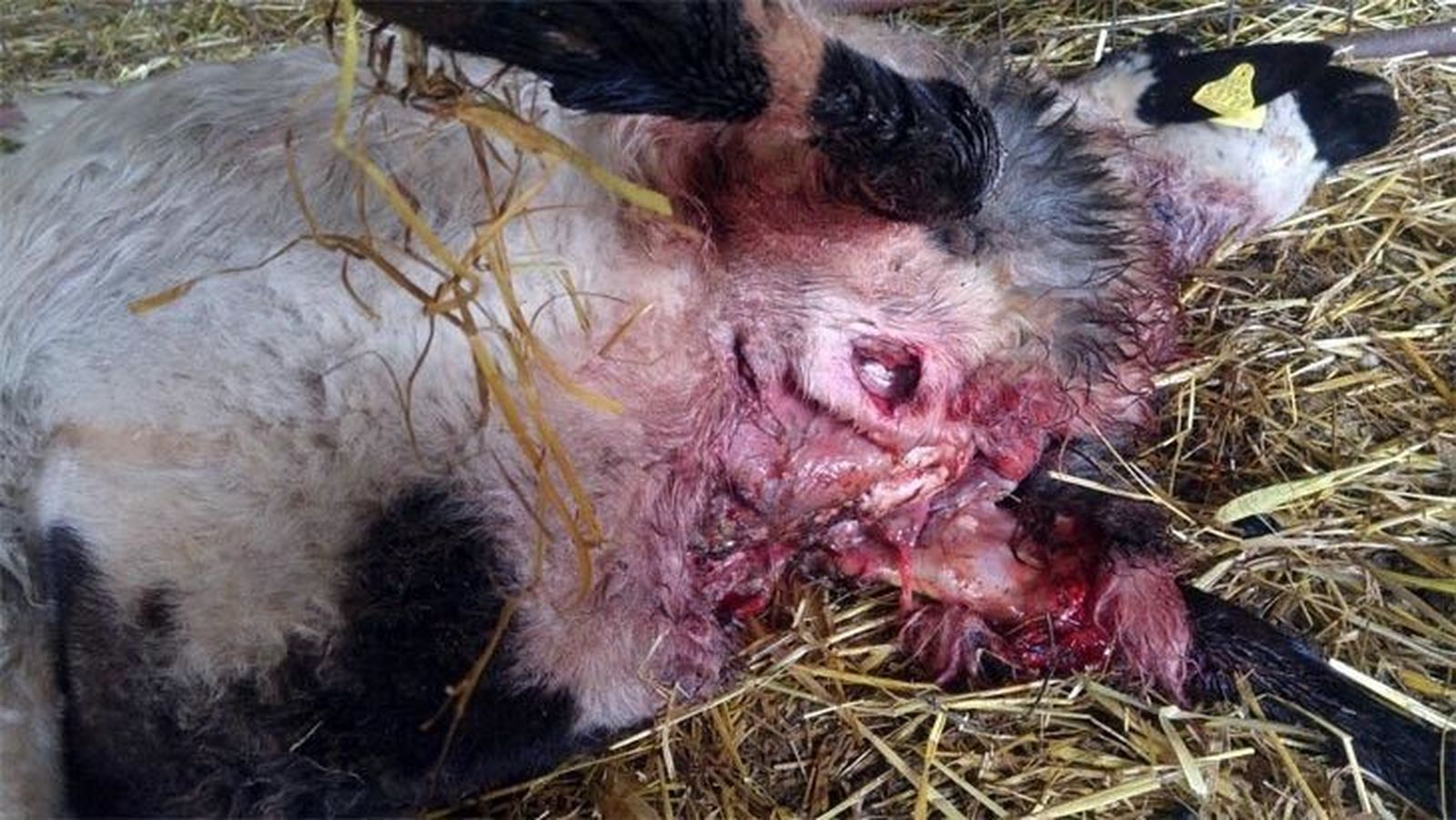 La Alianza UPA-COAG denuncia nuevos ataques de lobo en Sogo, Fresnadillo, Luelmo y Abelón