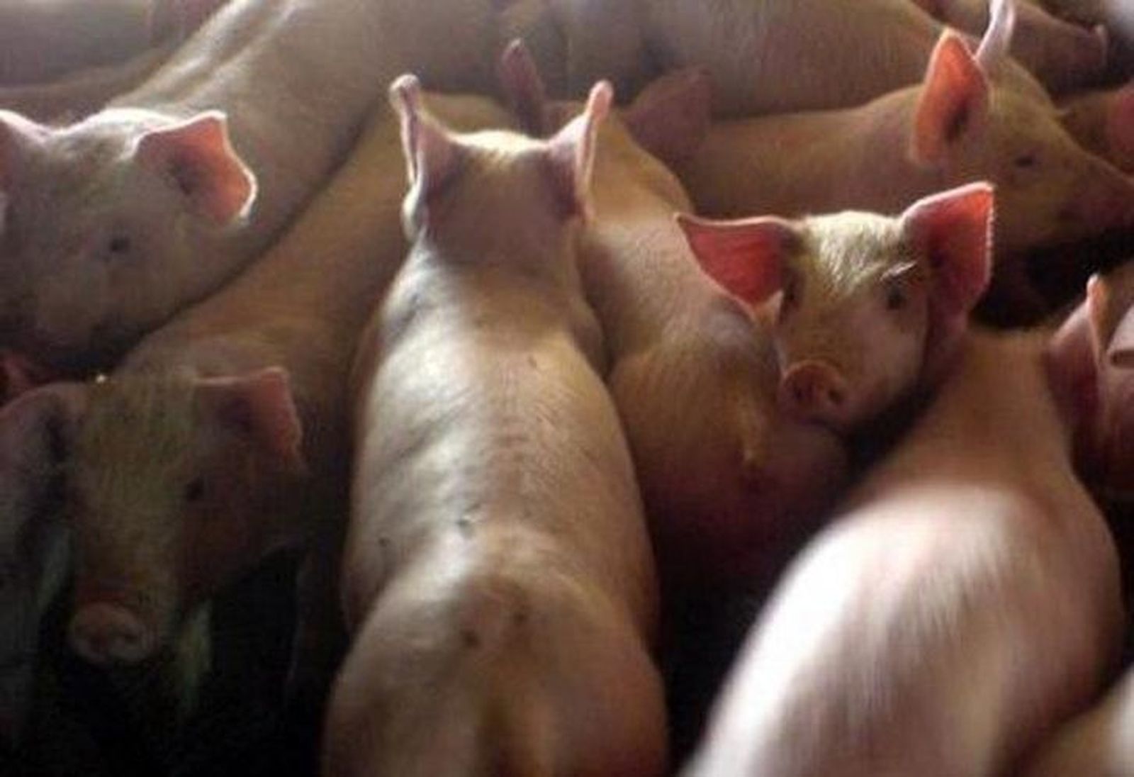 El porcino sigue bajando en la Lonja de Zamora, mientras suben el ovino y los cereales