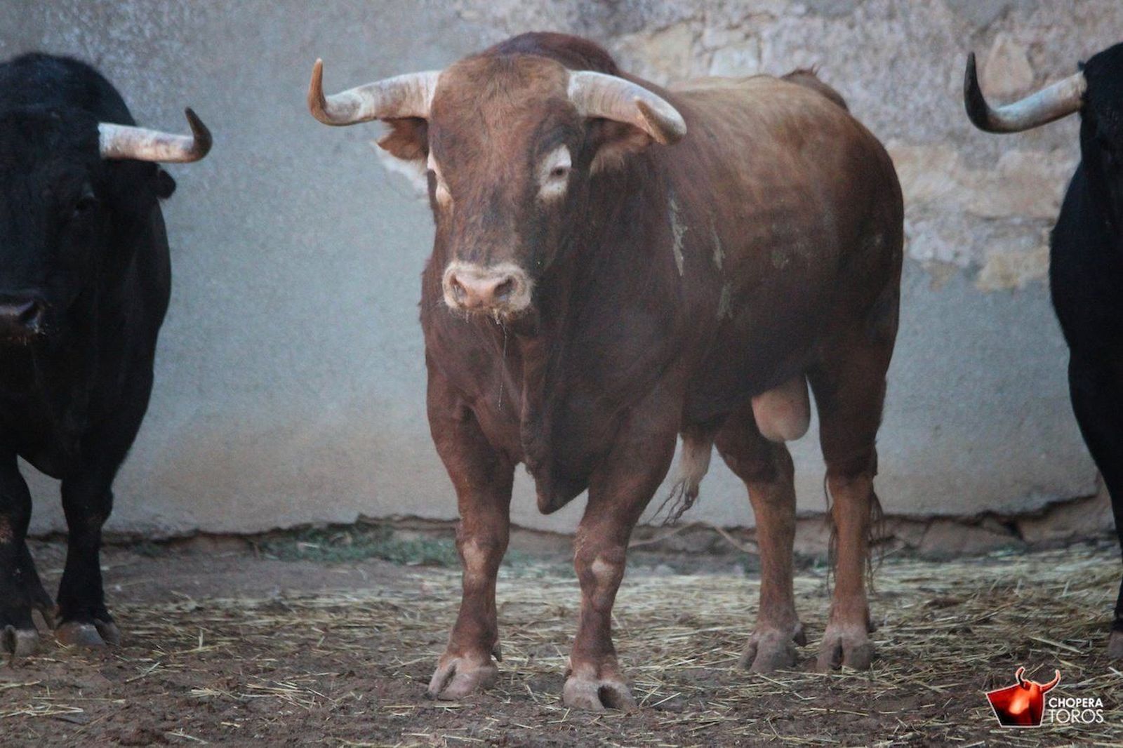 Feria Taurina 2017: sorteo de los toros de corrida día 14