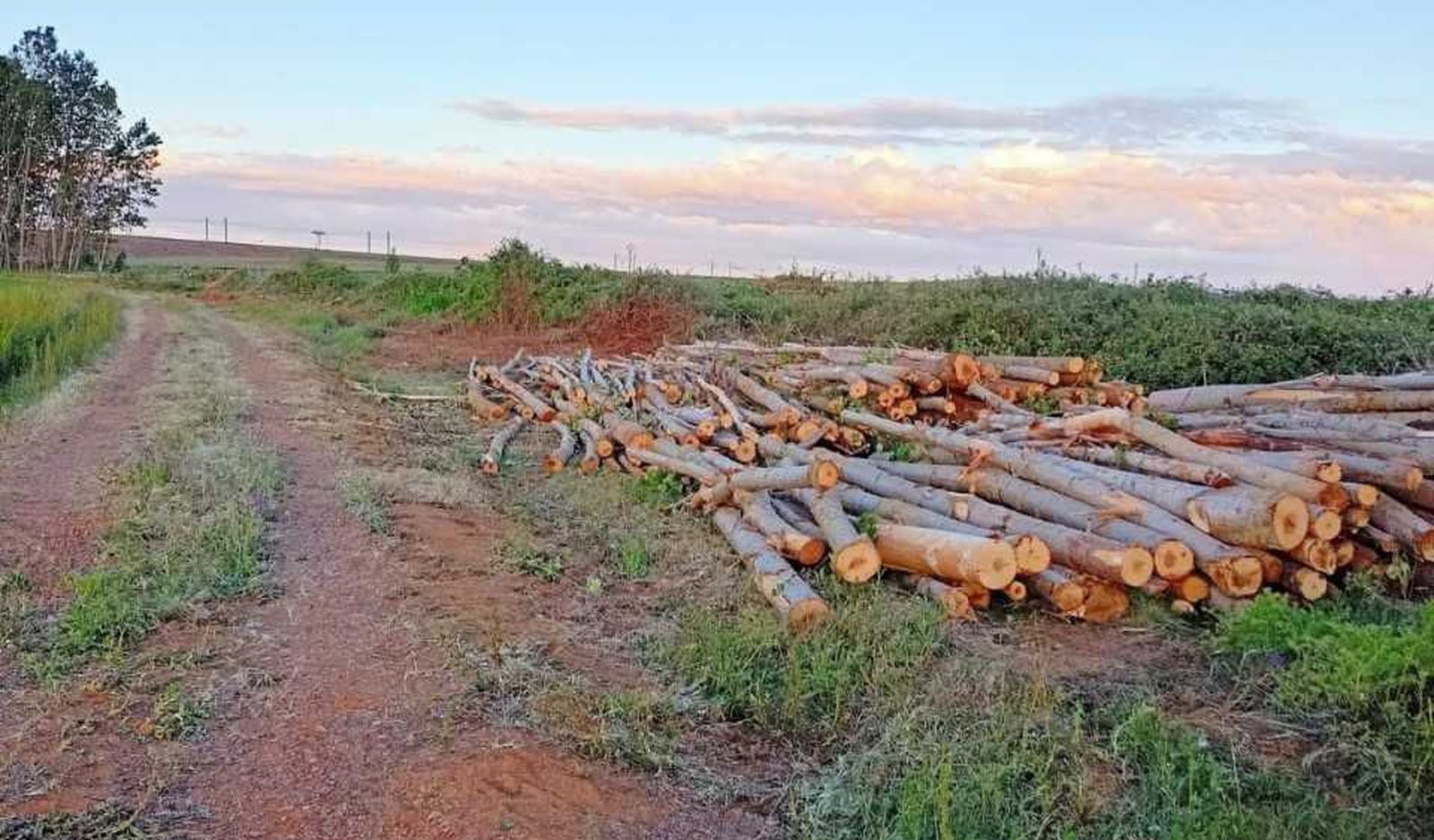 Tala de chopos. Ecologistas en Acción Tala de chopos. Ecologistas en Acción