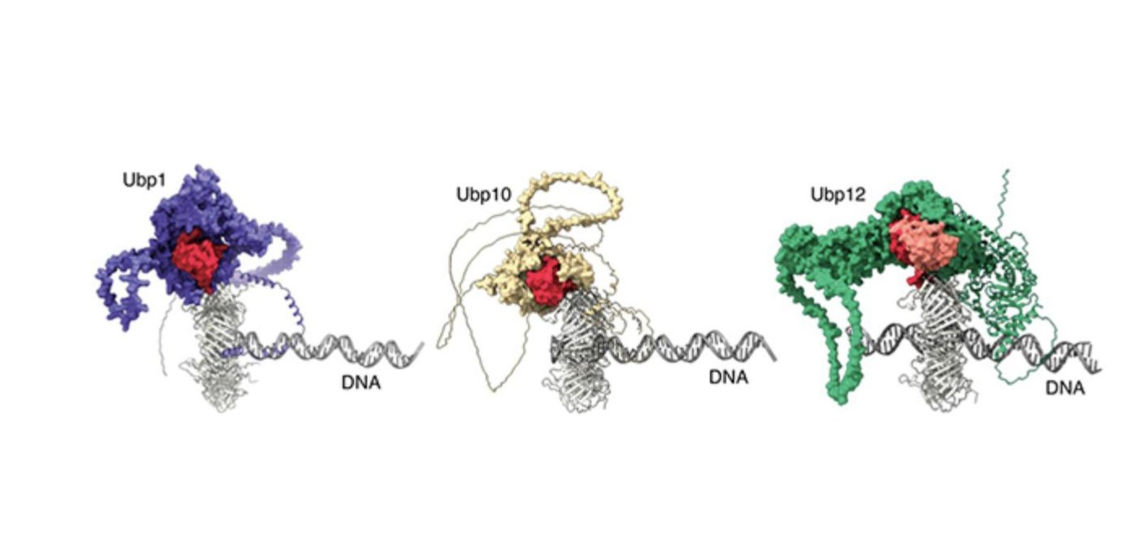 Investigadores del USAL-CSIC descubren una nueva pieza clave en la replicación del ADN y su relación con el cáncer