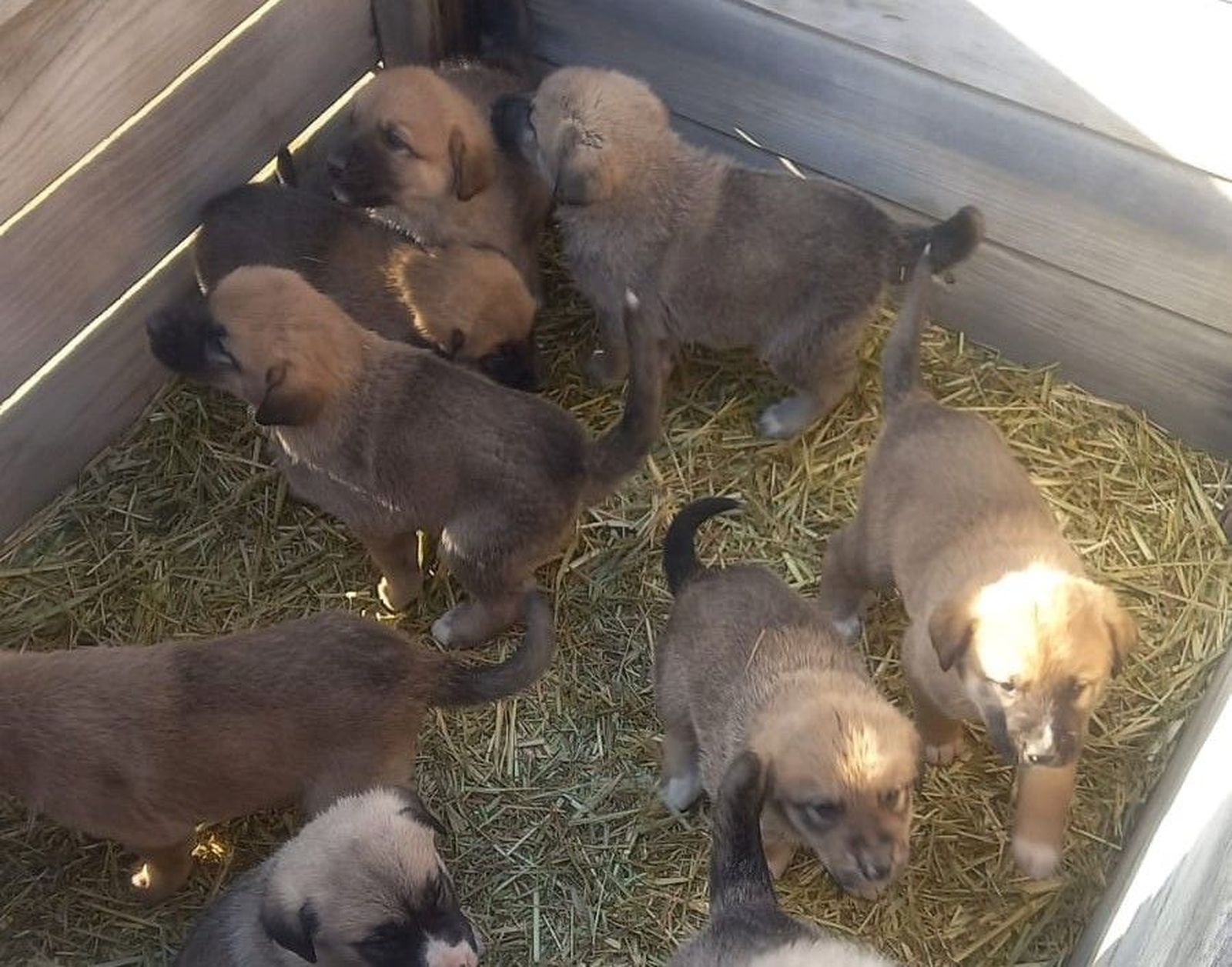 Cachorros abandonados en Zamora