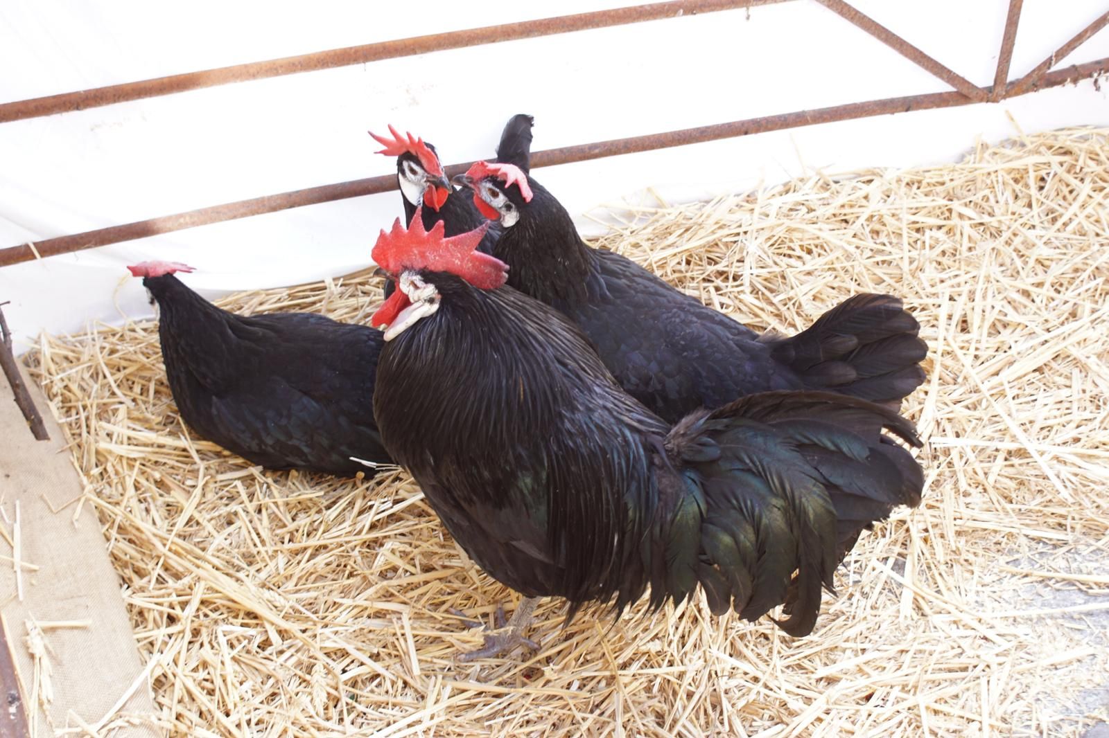 Belén Vivente en Alba de Tormes