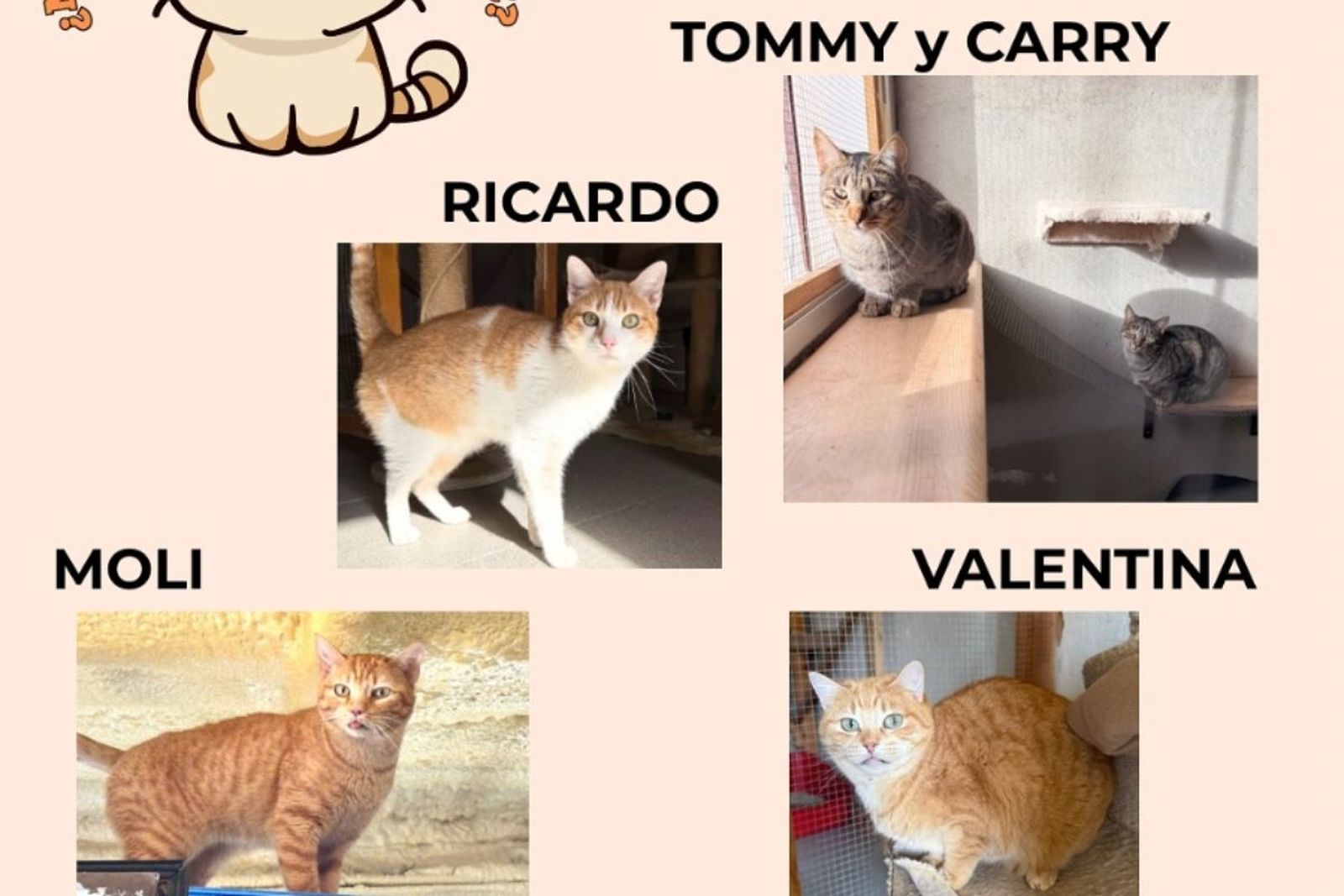 Miembros de la protectora que buscan un nuevo hogar