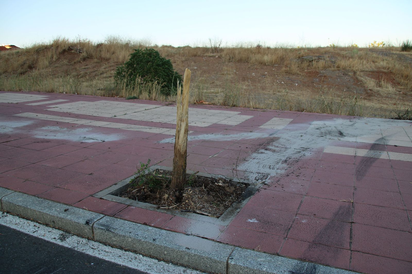 arranca-un-arbol-tras-hacer-un-recto-en-la-calle-victoria-al-circular-a-gran-velocidad-y-abandona-su-vehiculo-en-el-lugar-8