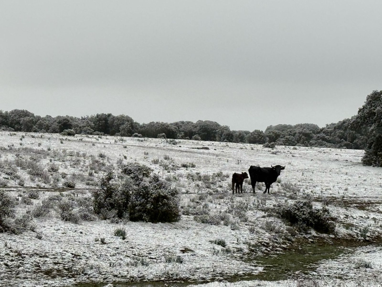 nieve-en-monterrubio-y-cuatro-calzadas-10
