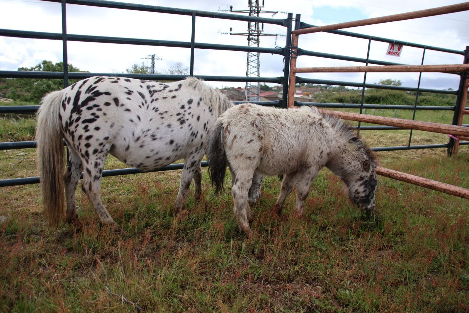 20240501102612-img-2886