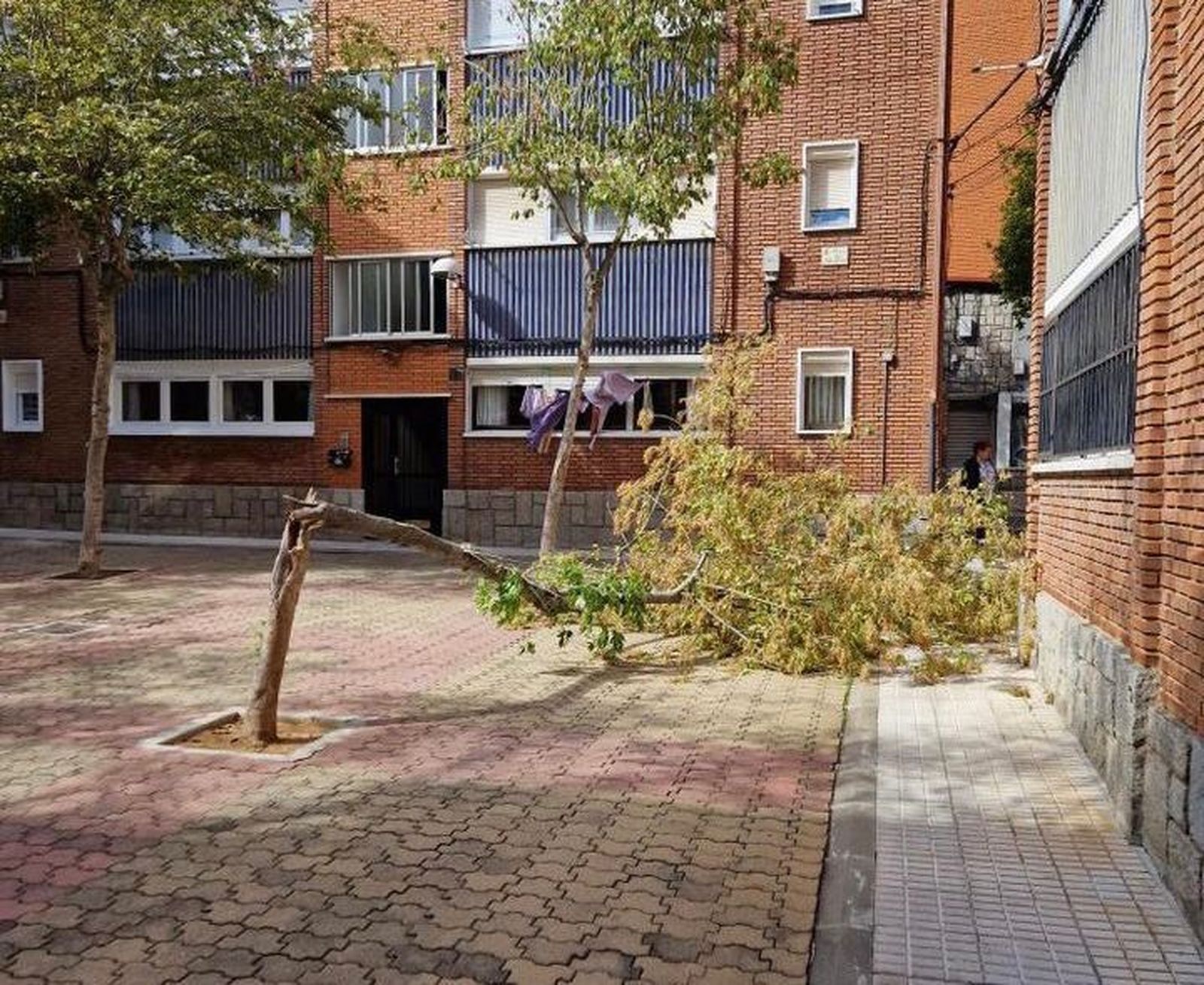 GALERÍA | Múltiples problemas en la capital a causa del viento