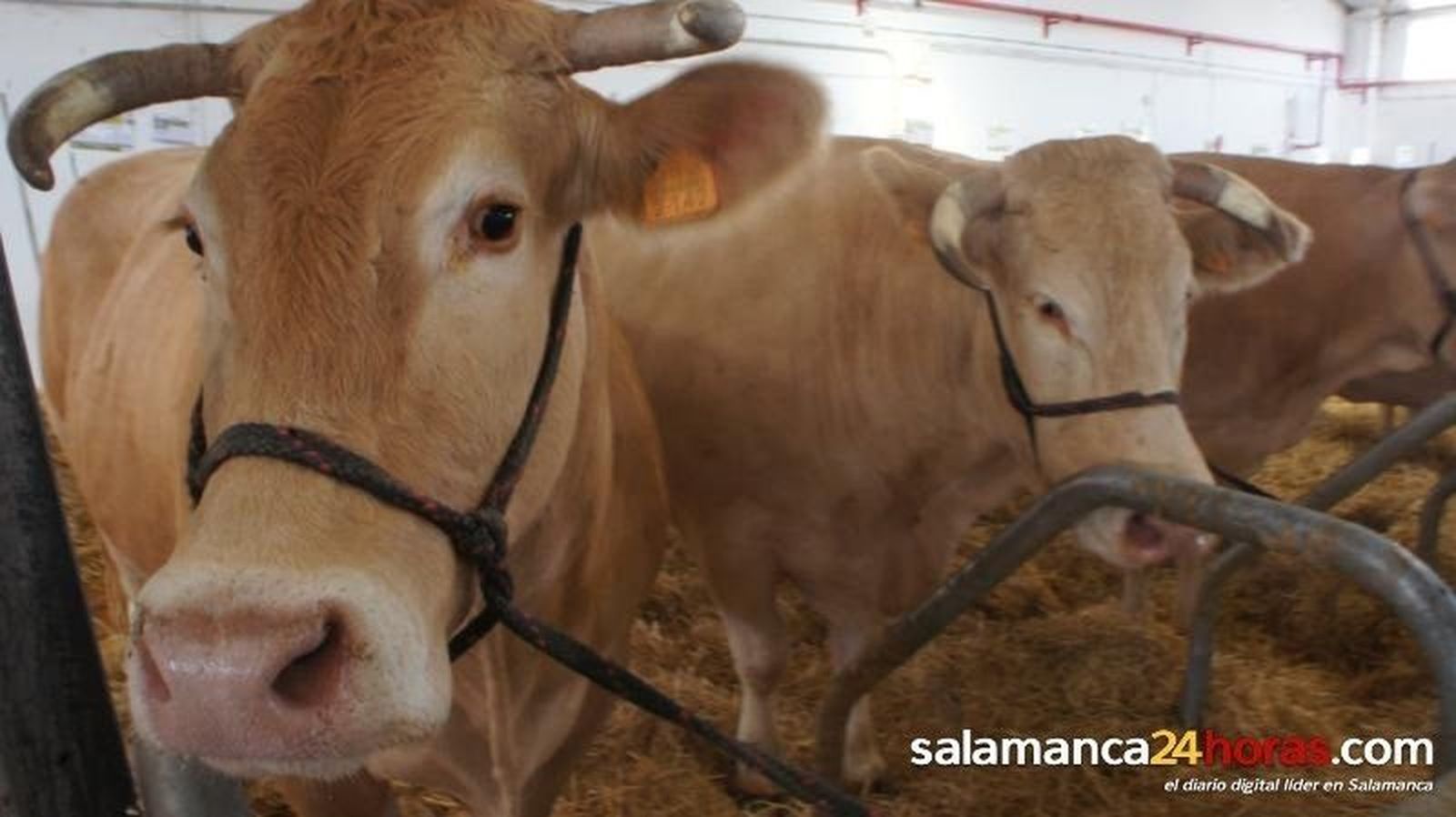 La Junta invierte 467.000 euros en material para identificación individual de ganado bovino