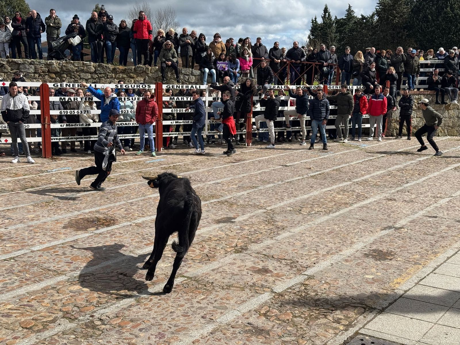 suelta-de-vaquillas-por-el-domingo-de-pinata-en-ciudad-rodrigo-9-de-marzo-de-2025-5