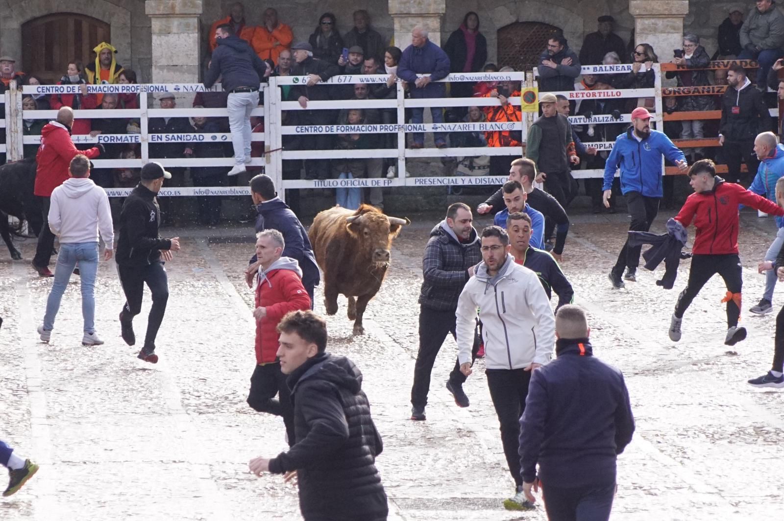 ambiente-encierro-urbano-lunes-de-carnaval-en-ciudad-rodrigo-12-de-febrero-de-2024-fotos-s24h-37