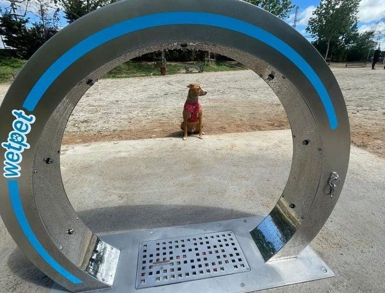 Perro en las nuevas duchas de Salamanca