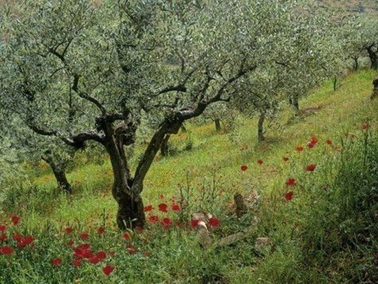 Asaja valora la reducción de módulos por los que tributan los olivareros