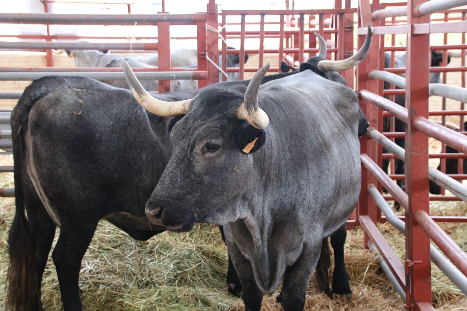 Vacas de raza morucha en Salamaq 2024. Foto Andrea M.