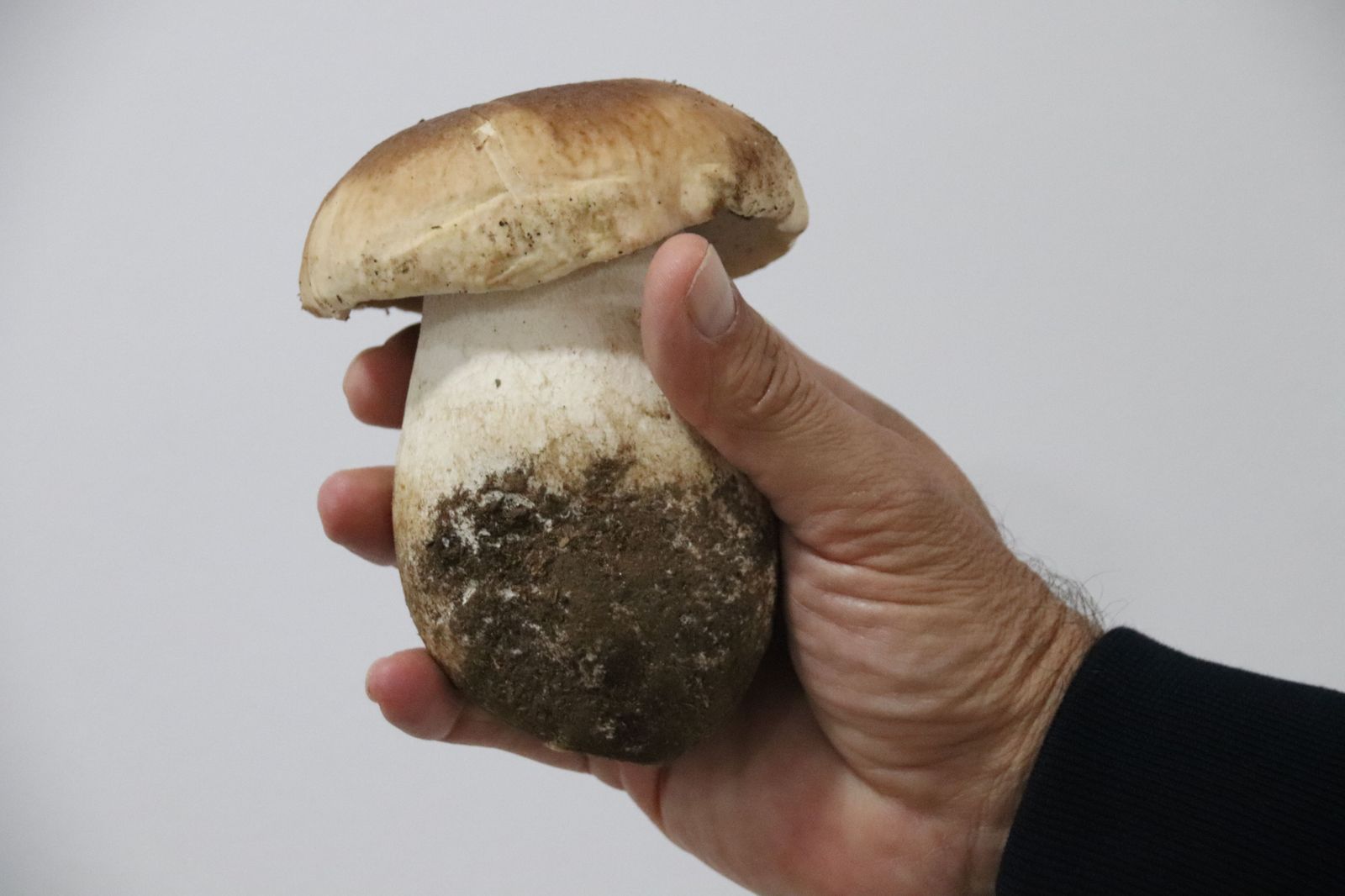 Boletus. Foto de archivo