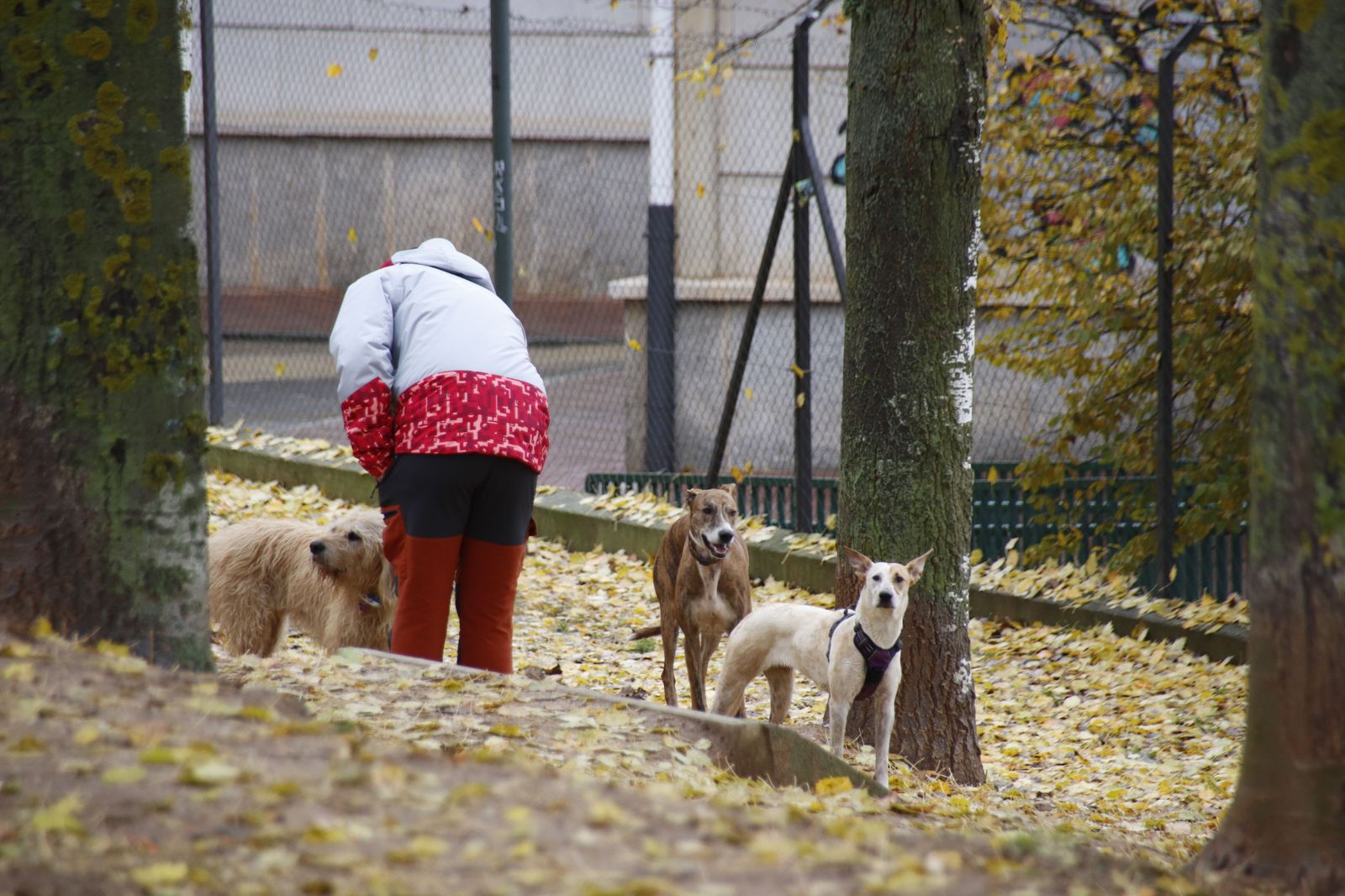 Gente con sus perros en un parque en invierno | Foto Andrea M
