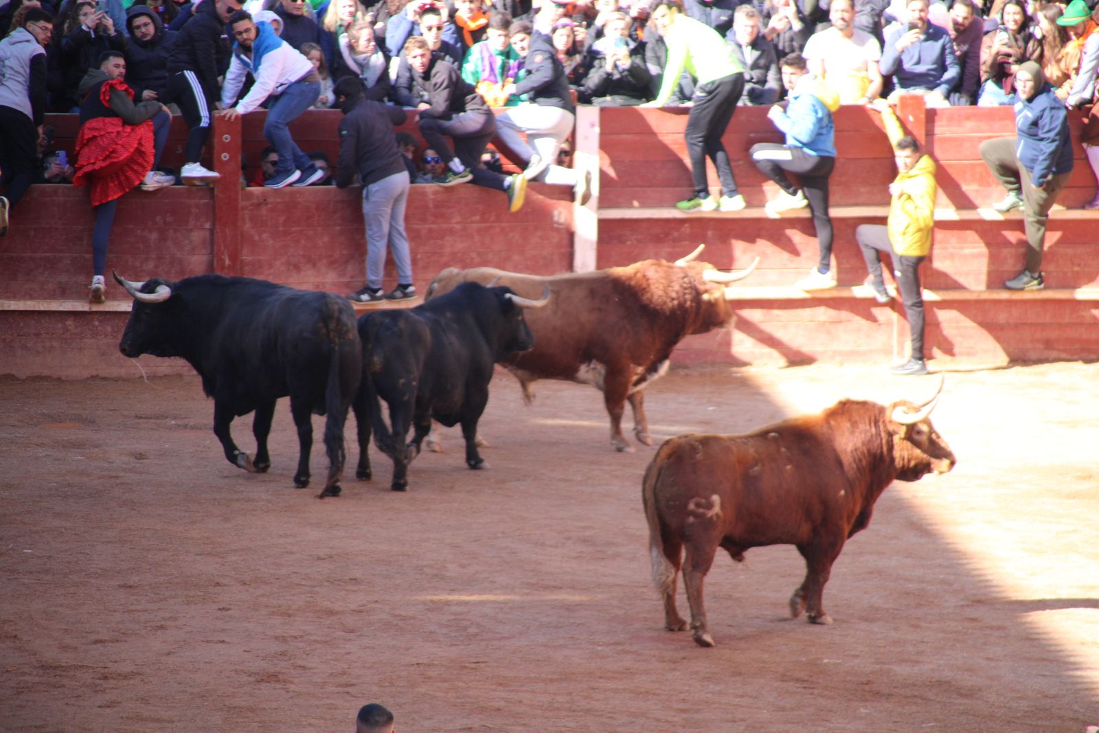 Encierro de sábado en el Carnaval del toro 2026 de Ciudad Rodrigo