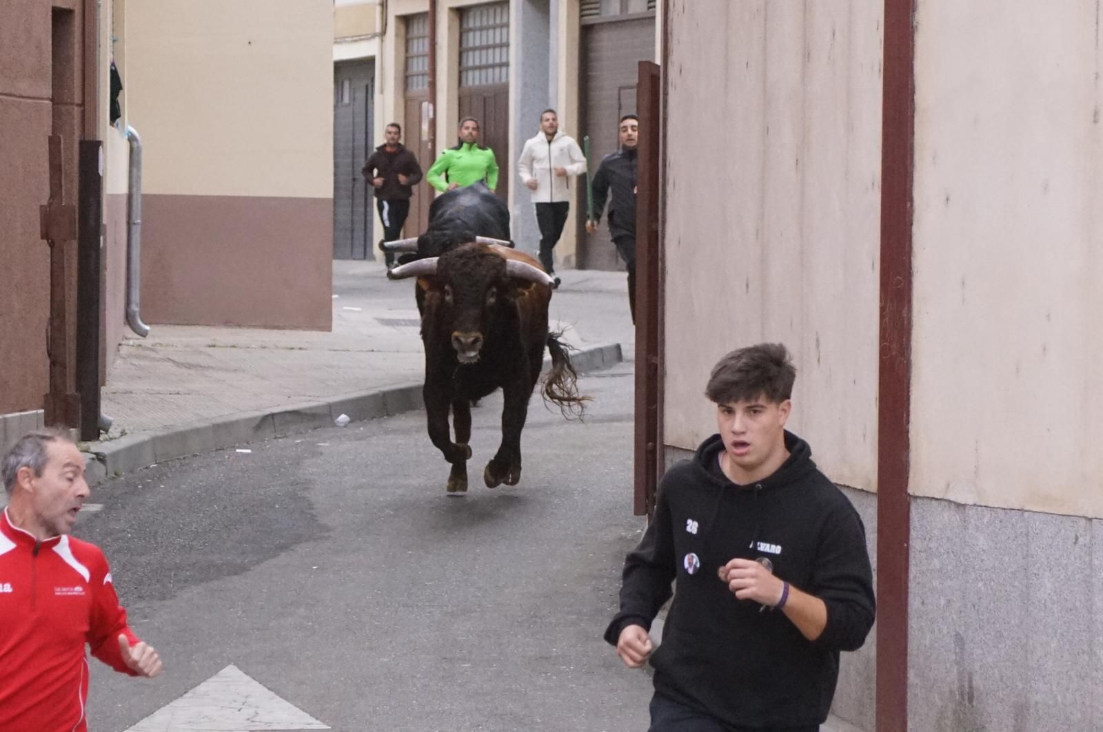 Alba de Tormes celebra un encierro, capea y encierro de minibueyes