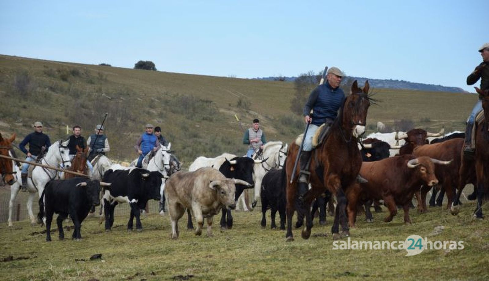 Labores de campo astados Villanueva encierro a caballo Ciudad Rodrigo (34)