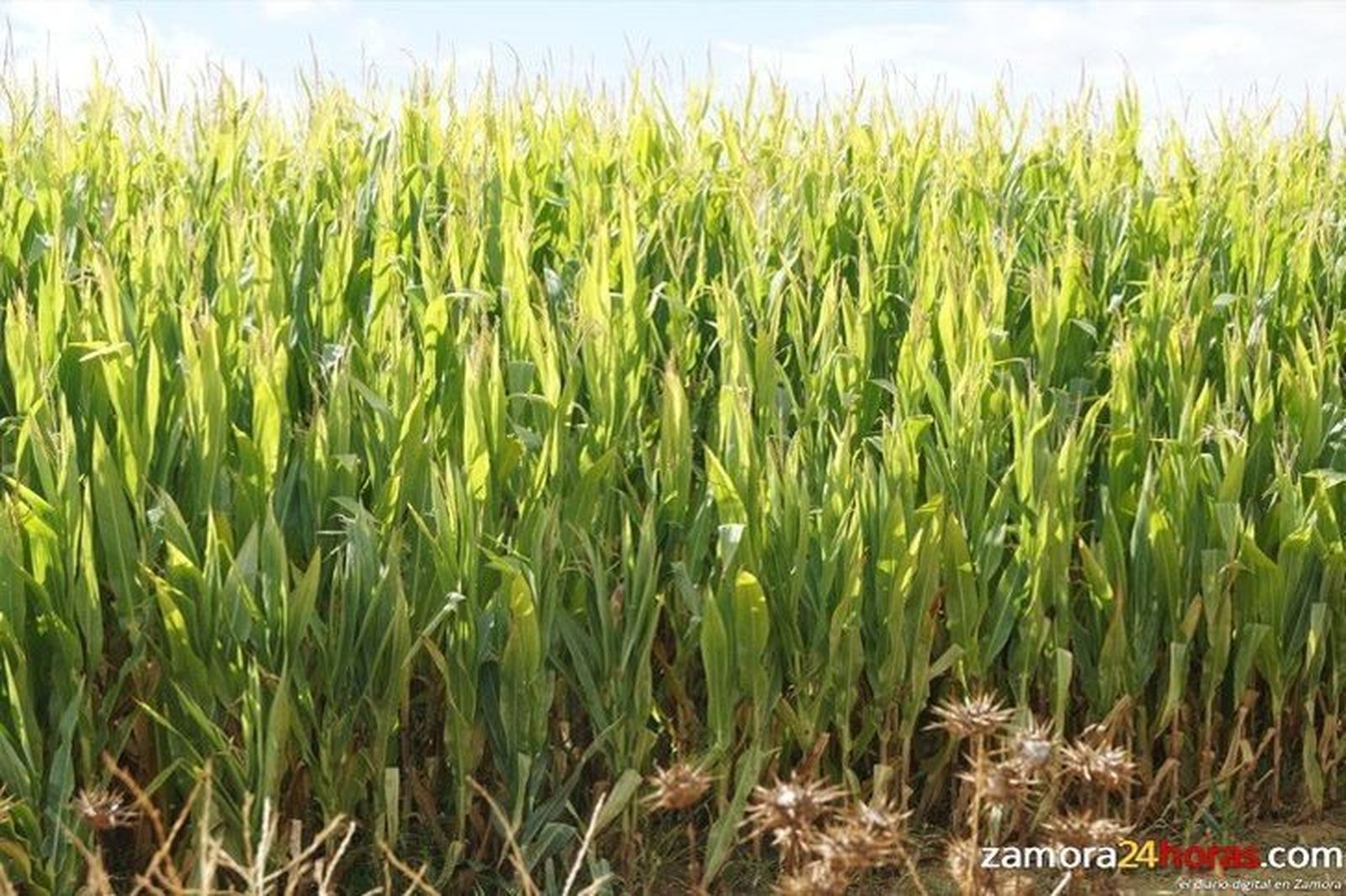 Agricultura y Ganadería paga 356 millones de euros a 74.239 agricultores en concepto de anticipo de los pagos de la PAC