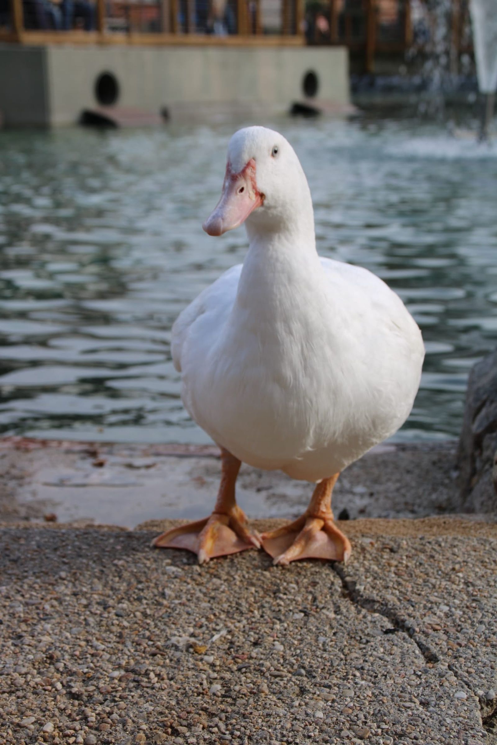 Patos y cisnes vuelven al estanque de La Alamedilla