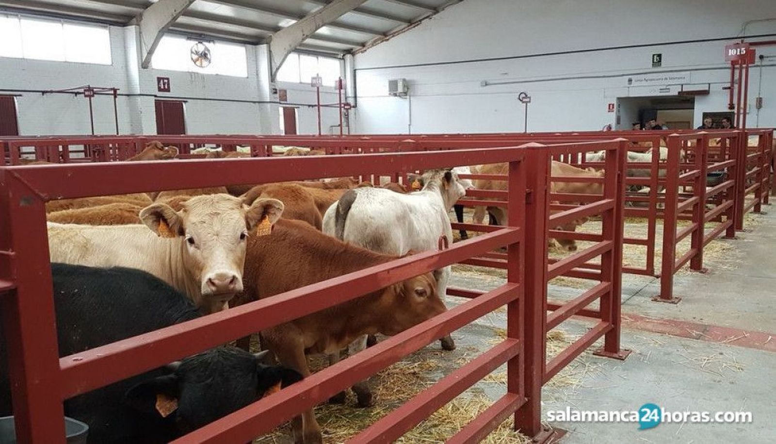 Así ha sido la Lonja de Salamanca este 29 de marzo: Subida de tres a cinco euros para los cereales, se mantiene fuerte el porcino