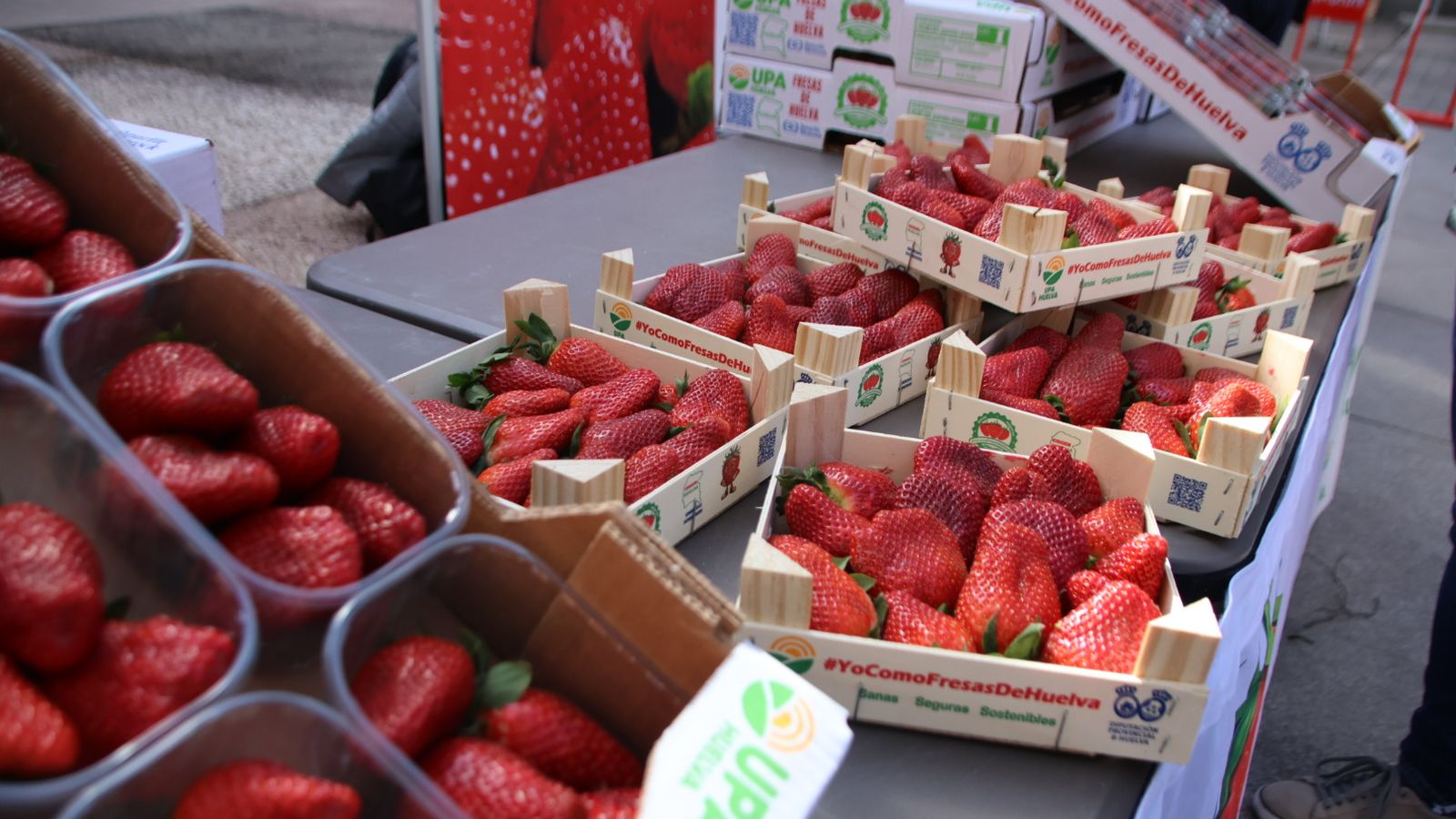 Reparto de unas mil tarrinas de fresa en Salamanca