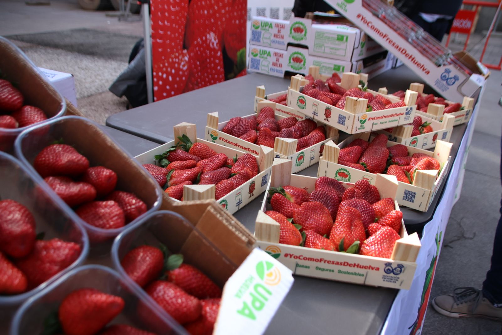 UPA reparte 700 tarrinas de fresas