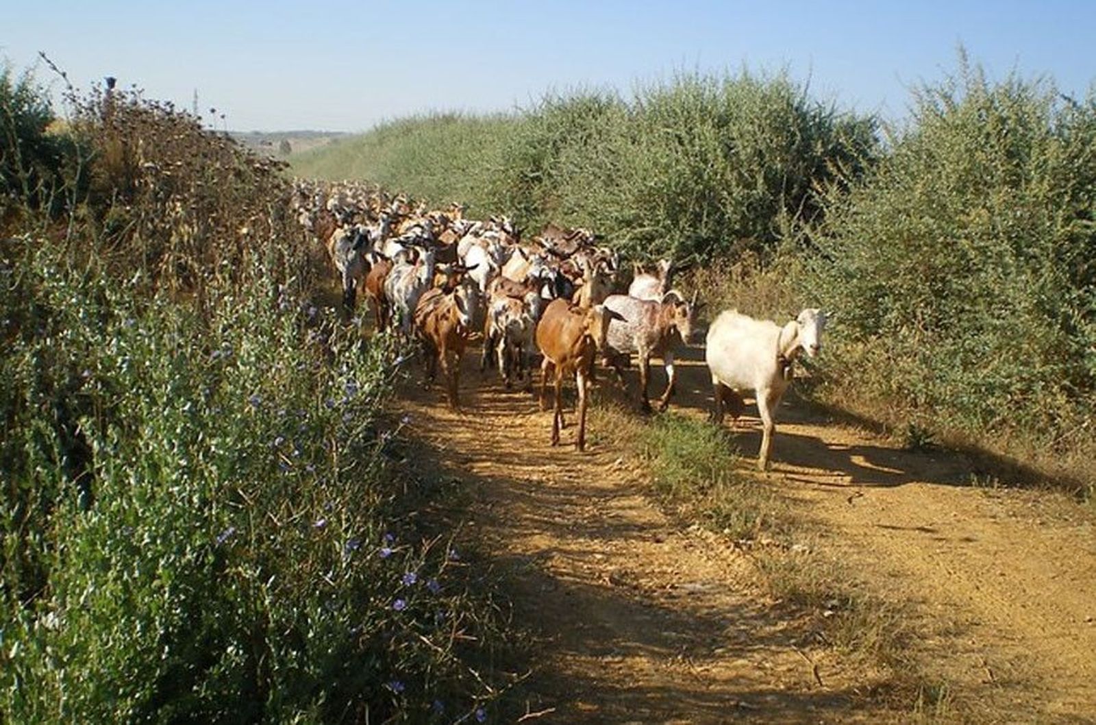 Via pecuaria junta andalucia