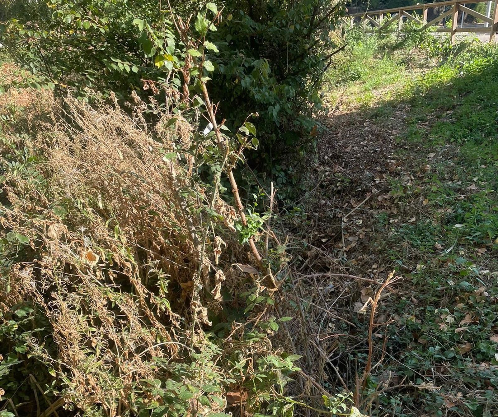 Denuncian el estado del regato situado en el parque Lazarillo de Tormes de Tejares  (2)