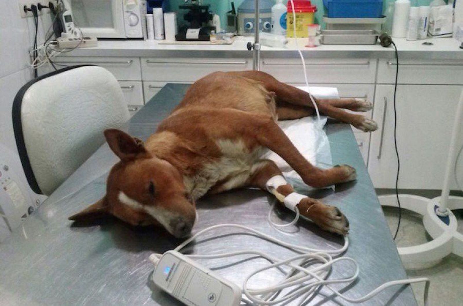 Un ganadero no podrá gestionar su explotación durante dos años por matar seis cachorros de perro