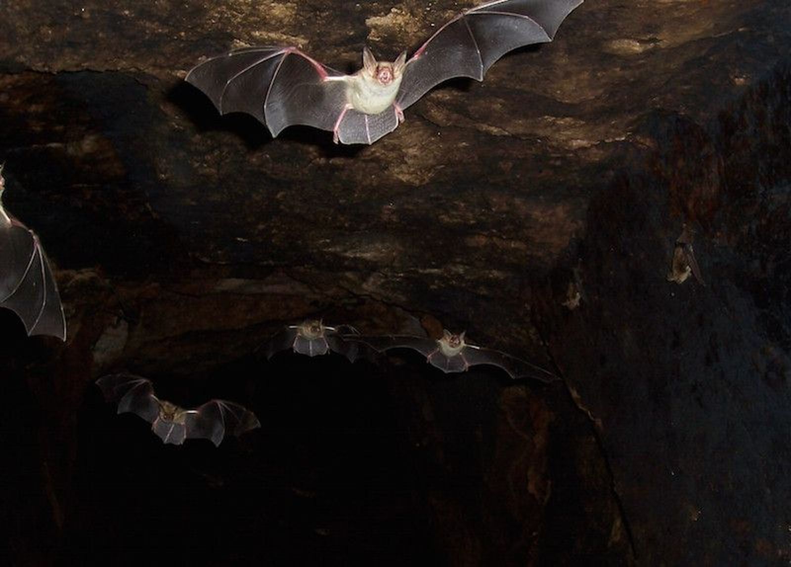 La Universidad participará activamente en La Noche de los Murciélagos
