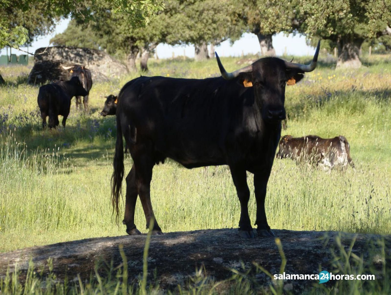 Ana Isabel Vicente García (101)