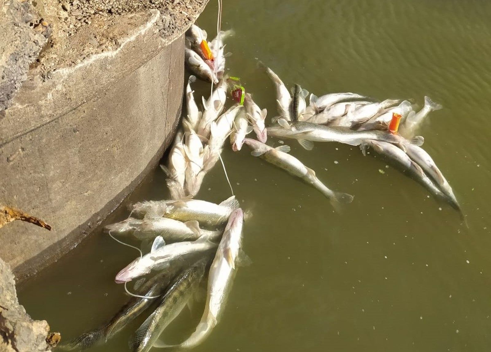 Pesca con pez vivo en el Puente Chiquito de Manzanal del Barco