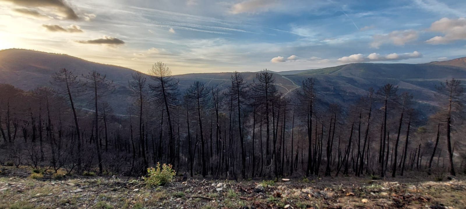 Incendio en el parque Natural Las batuecas un año despues. Fotos Antonio García (4)
