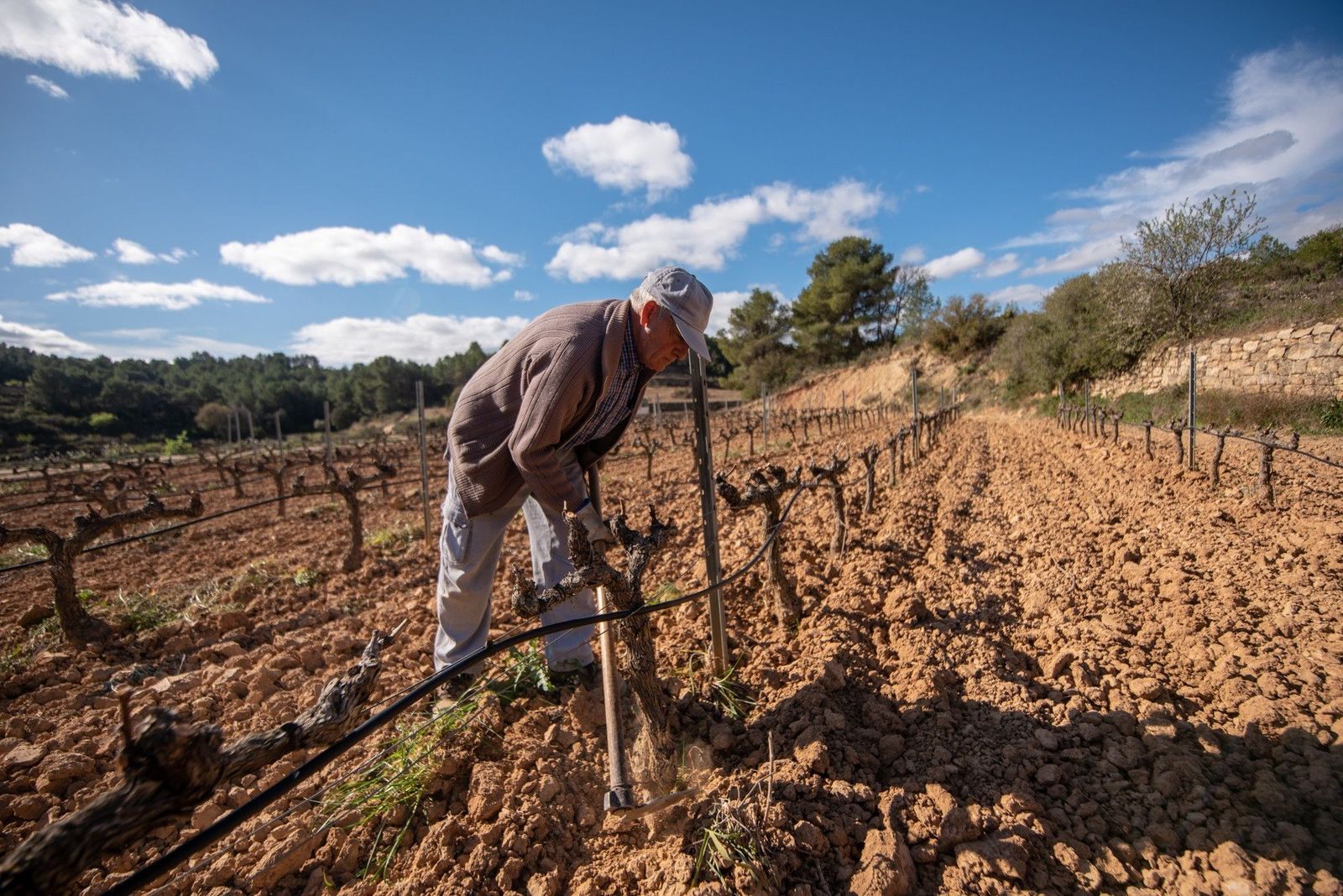 Agricultor en viñedo, imagen de archivo