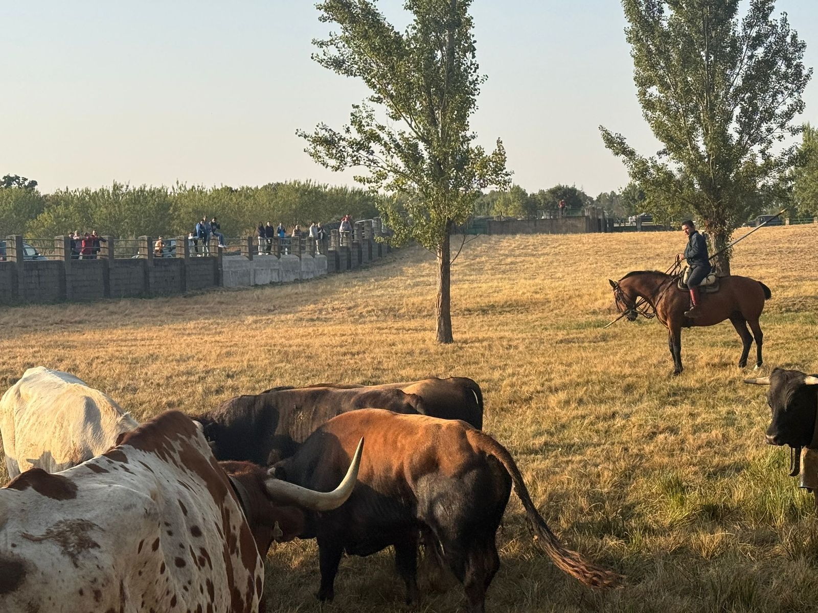 Encierro a caballo con reses de Valdeflores en Aldeadávila de la Ribera