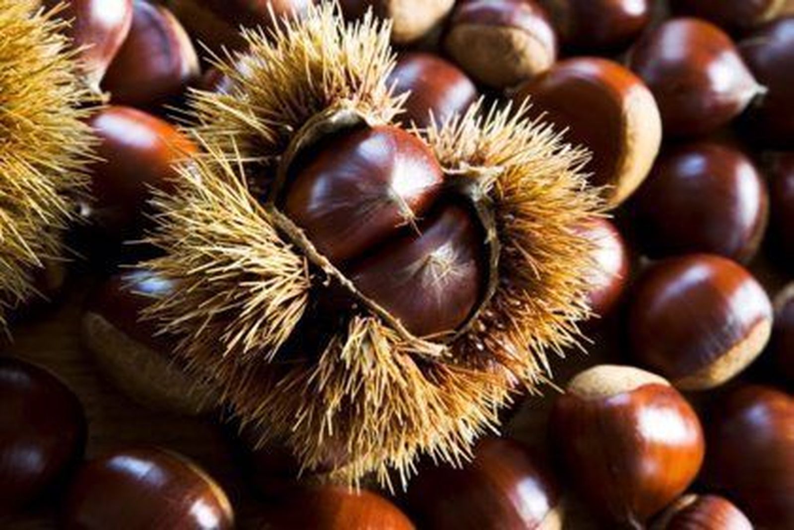 Castañas. Foto de archivo. EP