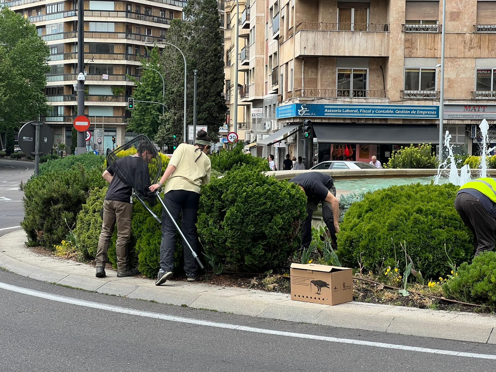 Búsqueda de patos por el Centro de Recuperación las Dunas en puerta de Zamora. Mayo 2023. Foto 24H