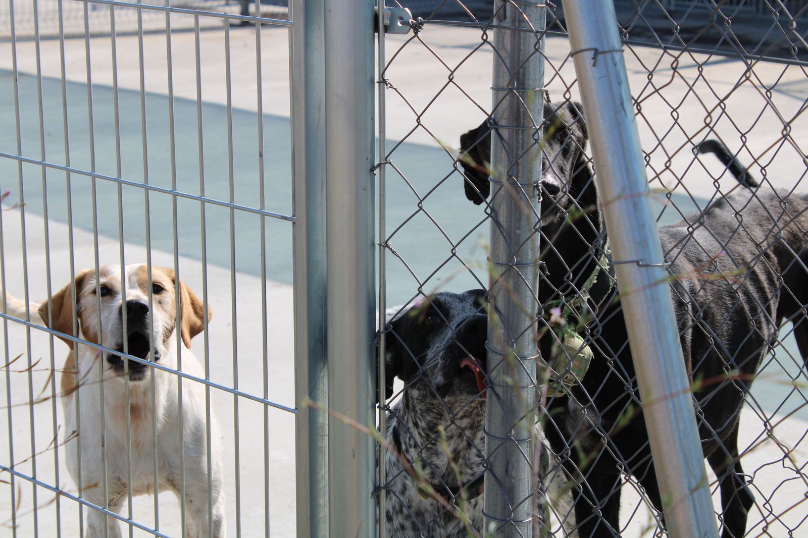 refugio-de-animales-del-ayuntamiento-de-salamanca-34