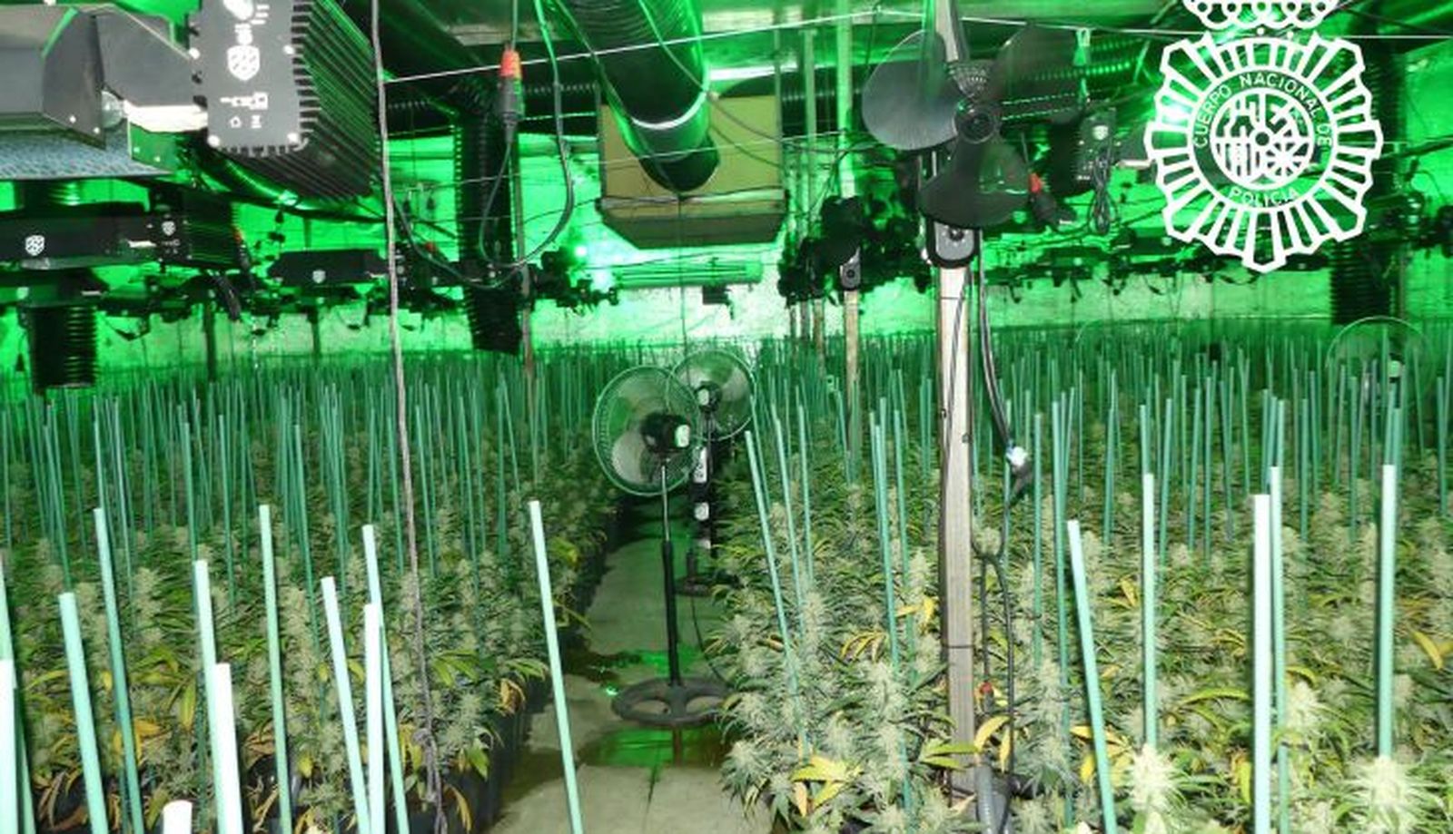 Plantación de marihuana