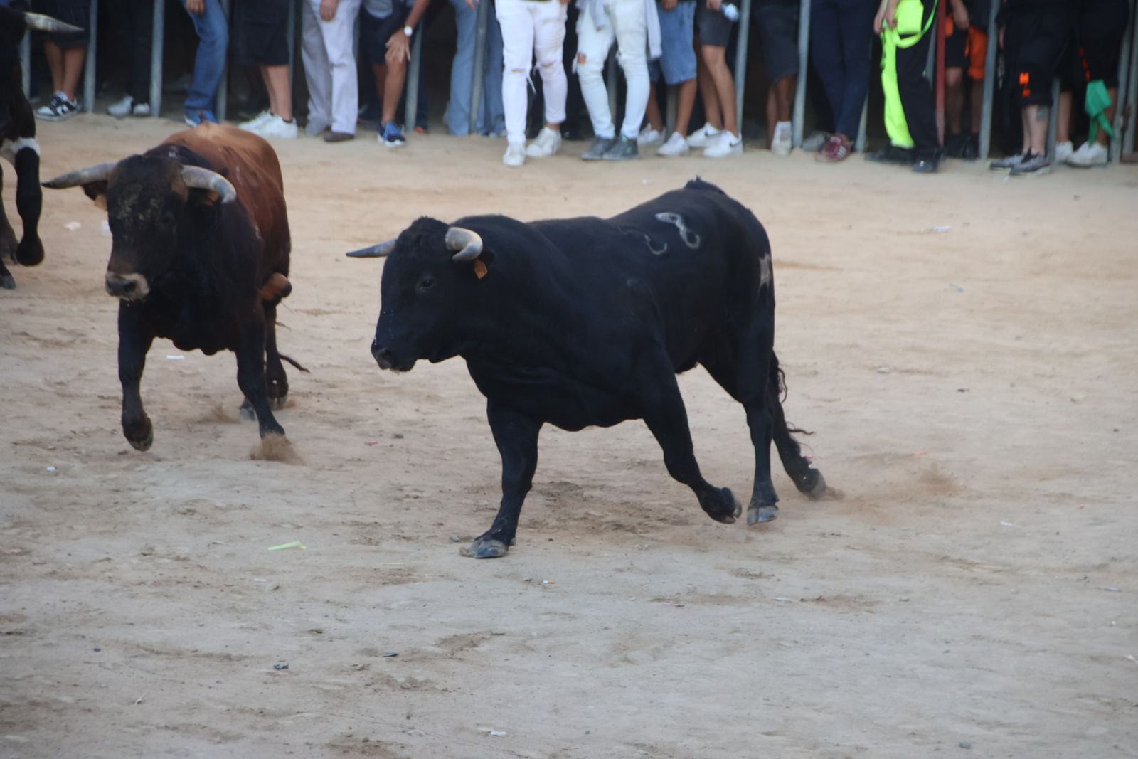 Encierro en Aldeadávila
