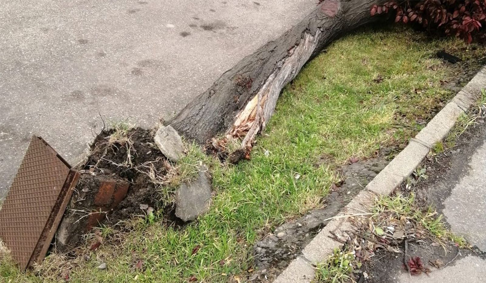 Estado en el que quedó el árbol