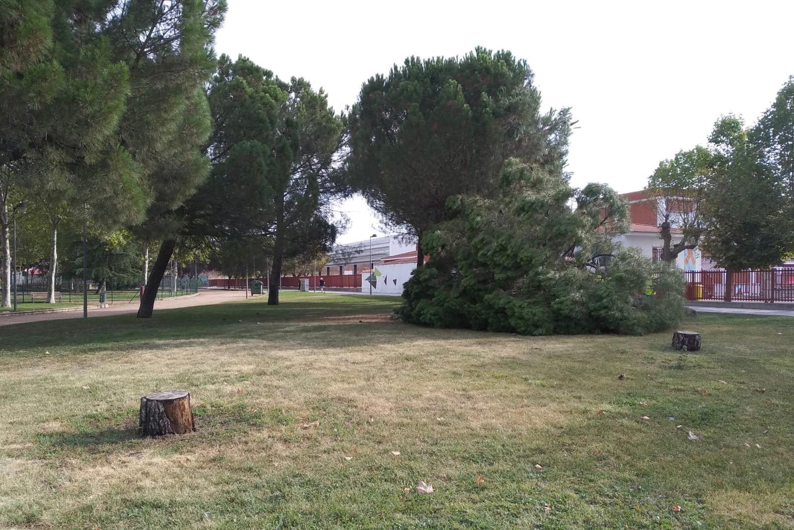 Árboles caídos en el Jardín de los Gozos y las Sombras